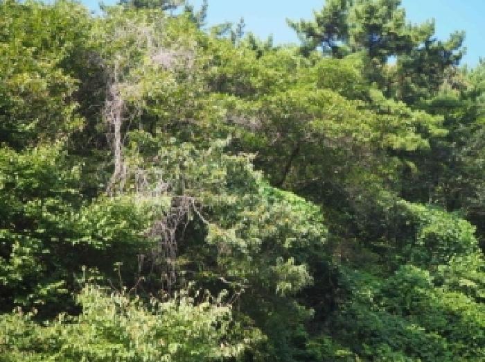 경남 밀양시 무안면 임야 경매 물건 사진 2 · 2025타경10463