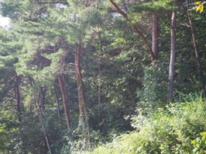 경남 밀양시 무안면 임야 경매 물건 사진 3 · 2025타경10463