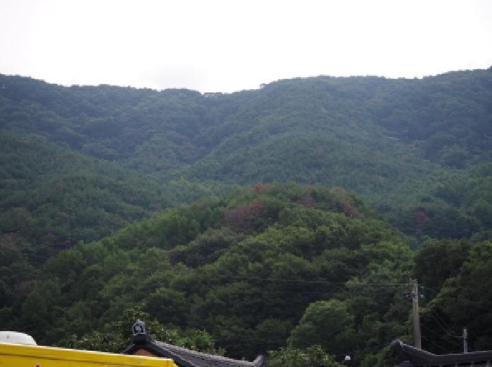 경남 밀양시 상동면 임야 경매 물건 사진