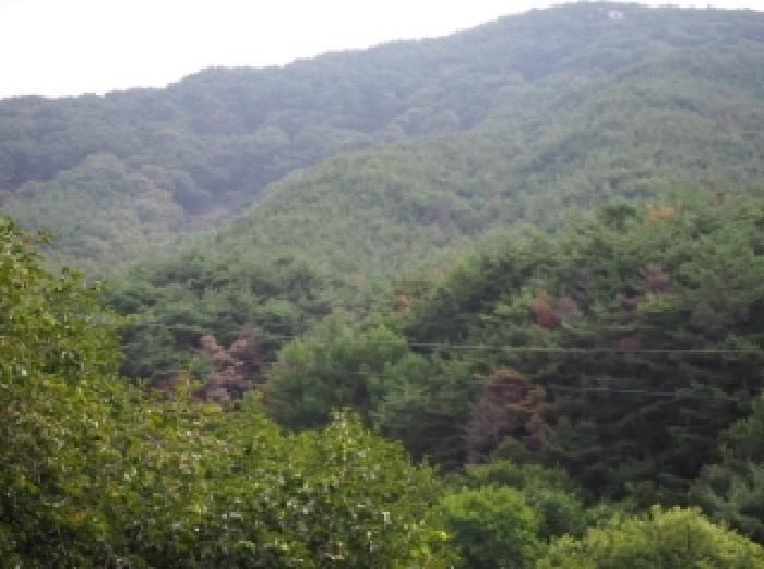 경남 밀양시 상동면 임야 경매 물건 사진 3 · 2025타경10479