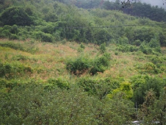 경남 밀양시 산내면 답 경매 물건 사진 4 · 2025타경10502