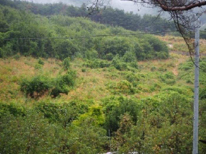 경남 밀양시 산내면 답 경매 물건 사진 5 · 2025타경10502