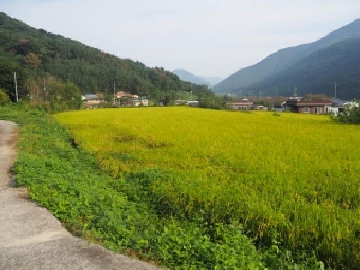 경남 창녕군 길곡면 답 경매 물건 사진