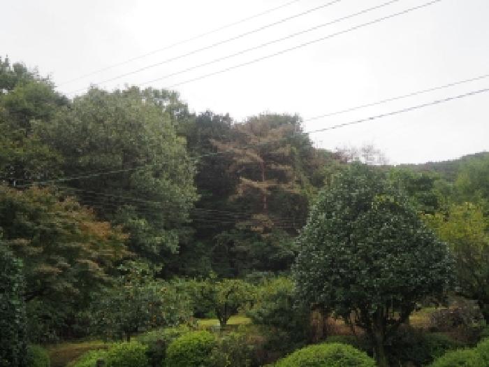 경남 밀양시 초동면 임야 경매 물건 사진