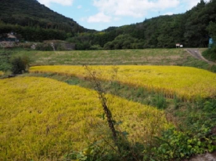 경남 창녕군 부곡면 답 경매 물건 사진 2 · 2025타경10534