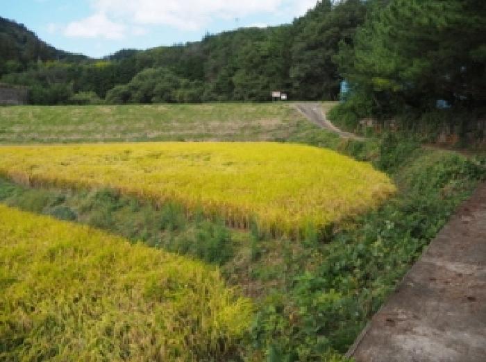 경남 창녕군 부곡면 답 경매 물건 사진 4 · 2025타경10534