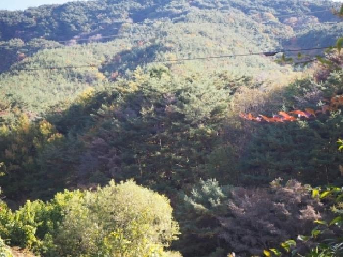 경남 밀양시 상동면 임야 경매 물건 사진