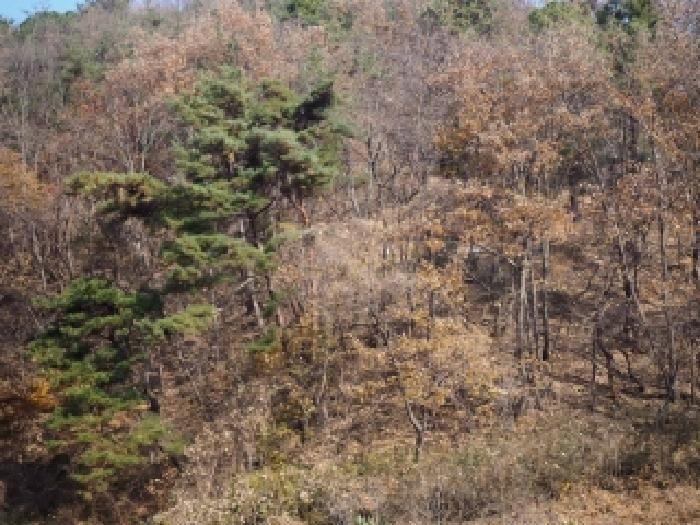 경남 밀양시 초동면 임야 경매 물건 사진