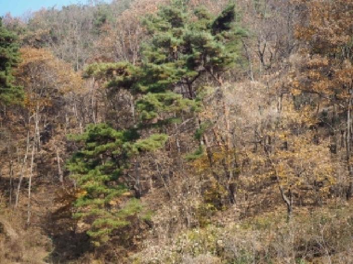 경남 밀양시 초동면 임야 경매 물건 사진 2 · 2025타경10582