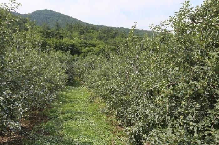 경남 밀양시 산내면 답 경매 물건 사진 4 · 2025타경1073