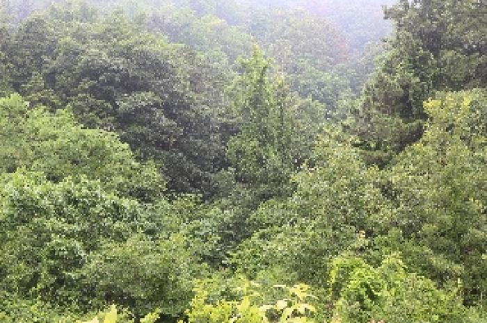 경남 밀양시 무안면 임야 경매 물건 사진 4 · 2025타경1110