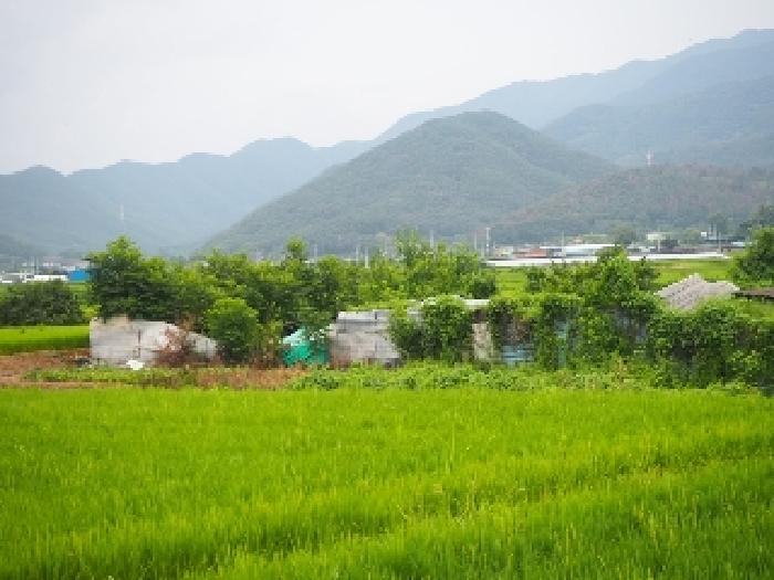 경남 창녕군 고암면 답 경매 물건 사진
