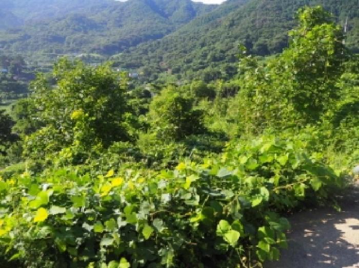 경남 밀양시 단장면 답 경매 물건 사진 2 · 2025타경1493