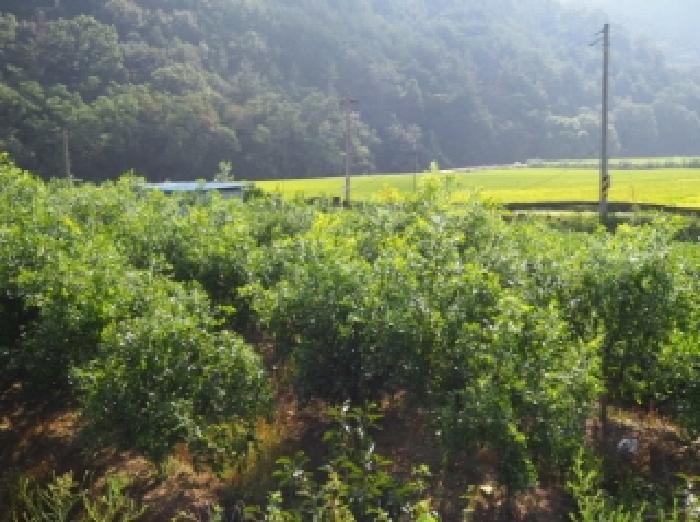 경남 밀양시 청도면 답 경매 물건 사진 3 · 2025타경1684