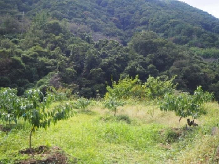 경남 밀양시 삼랑진읍 답 경매 물건 사진 5 · 2025타경1868