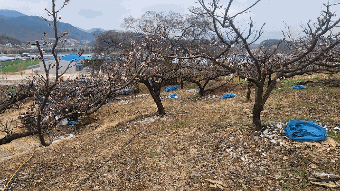 경상남도 창녕군 대합면 등지리 617-1 전 경매 물건 사진