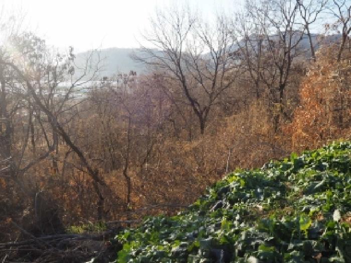 경남 밀양시 상남면 임야 경매 물건 사진