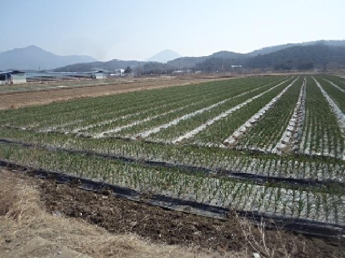 경남 창녕군 계성면 답 경매 물건 사진 6 · 2025타경230