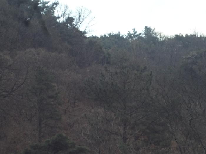 경남 창녕군 도천면 임야 경매 물건 사진