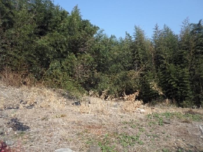 경남 밀양시 상남면 대지 경매 물건 사진 2 · 2025타경322