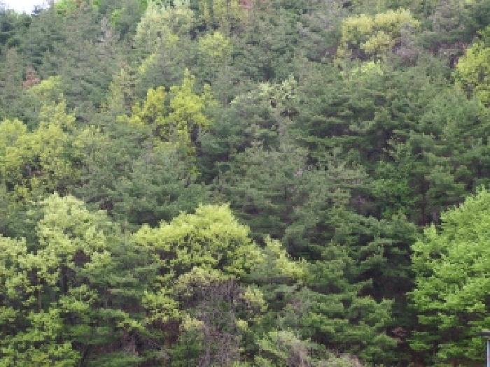 경남 밀양시 단장면 임야 경매 물건 사진 4 · 2026타경10097
