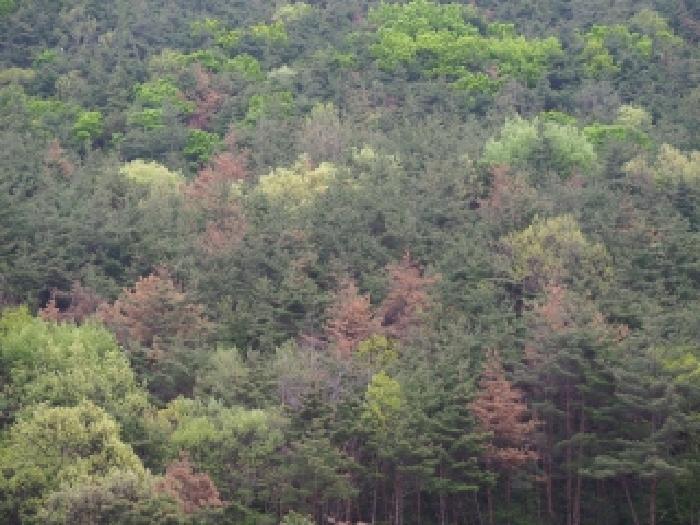 경남 밀양시 단장면 임야 경매 물건 사진 5 · 2026타경10097