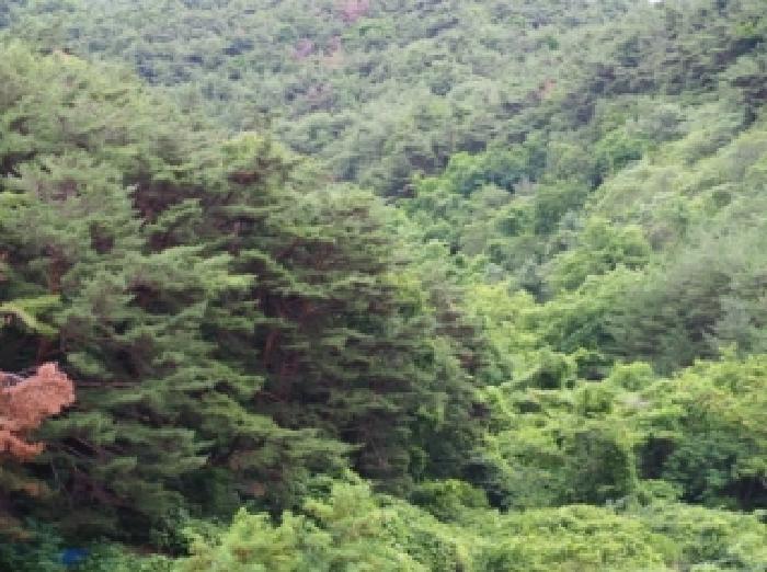 경남 창녕군 창녕읍 임야 경매 물건 사진 5 · 2026타경10167