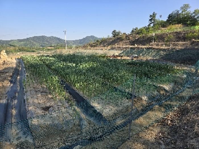 경남 함양군 함양읍 도로 경매 물건 사진 5 · 2025타경417