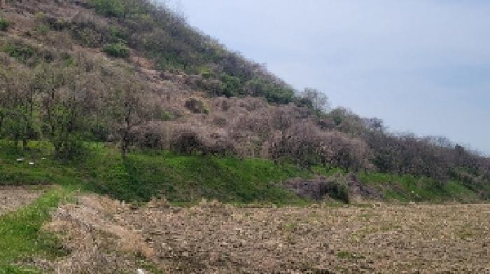 경남 함안군 칠북면 과수원 경매 물건 사진 2 · 2025타경177