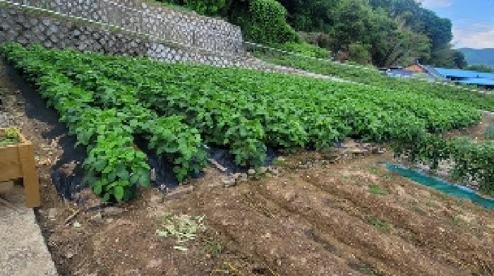 경남 의령군 대의면 임야 경매 물건 사진