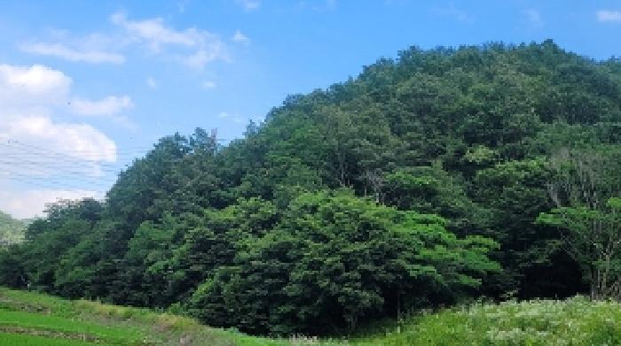 경남 의령군 대의면 임야 경매 물건 사진 5 · 2025타경20631