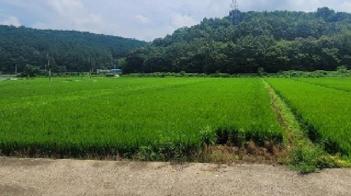 경남 함안군 가야읍 답 경매 물건 사진 2 · 2025타경20782