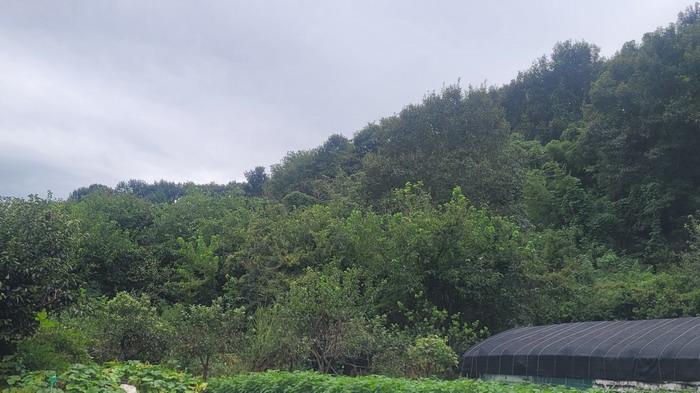경남 창원시 마산합포구 진동면 임야 경매 물건 사진 3 · 2025타경20830