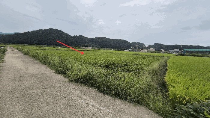 경남 함안군 군북면 답 경매 물건 사진 6 · 2025타경20868