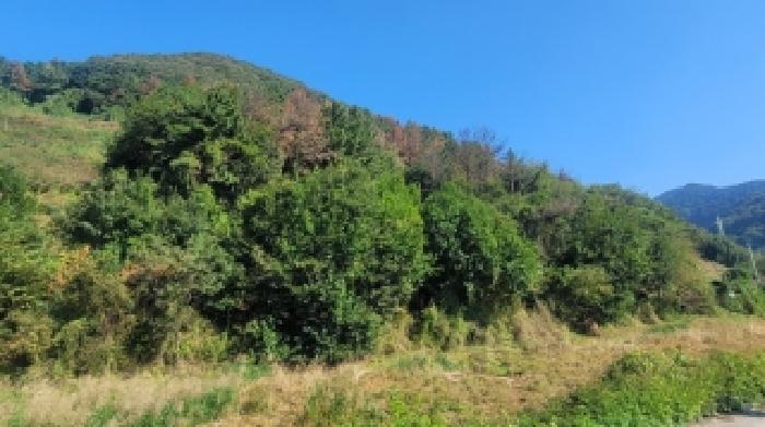 경남 함안군 칠북면 임야 경매 물건 사진 5 · 2025타경20929