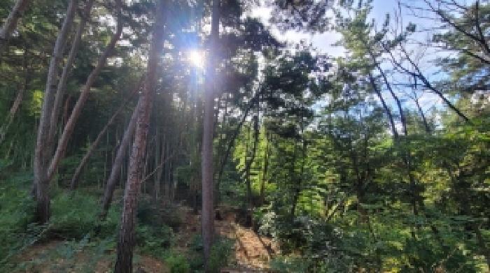 경남 함안군 법수면 임야 경매 물건 사진 3 · 2025타경306