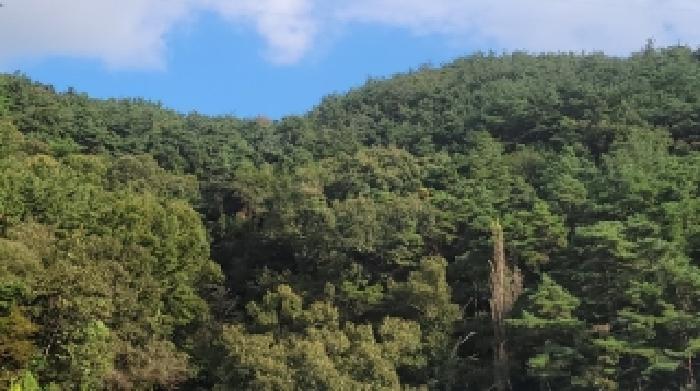 경남 창원시 마산회원구 내서읍 임야 경매 물건 사진