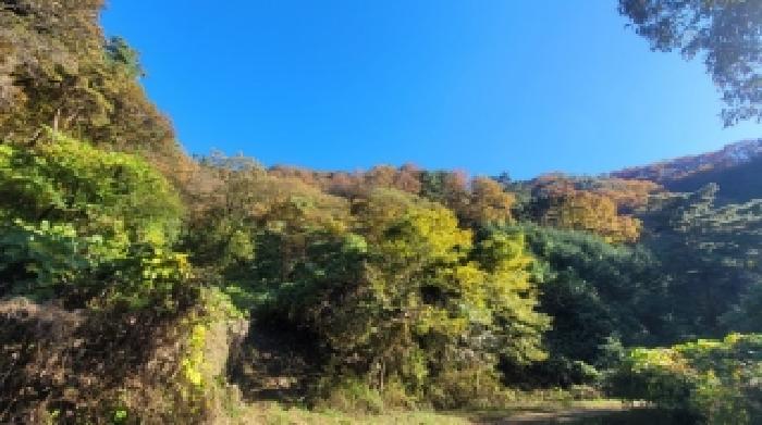 경남 의령군 대의면 임야 경매 물건 사진