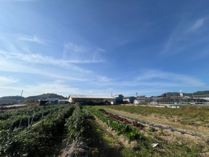 전라남도 영광군 백수읍 대전리 373-3 답 경매 물건 사진