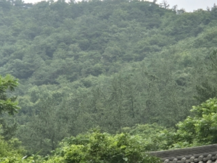 전남 영광군 백수읍 임야 경매 물건 사진