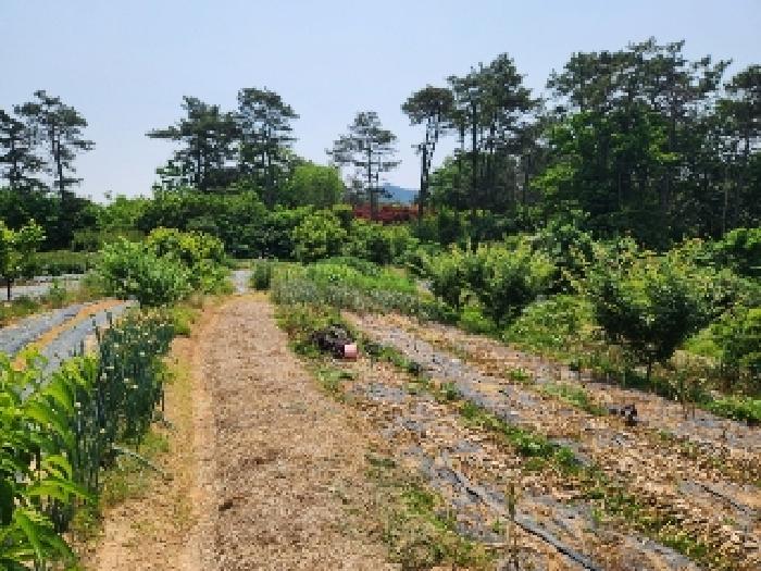 광주 서구 세하동 단독주택 경매 물건 사진 5 · 2025타경32787