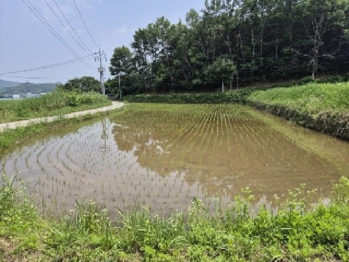 전남 곡성군 목사동면 답 경매 물건 사진 4 · 2025타경33075