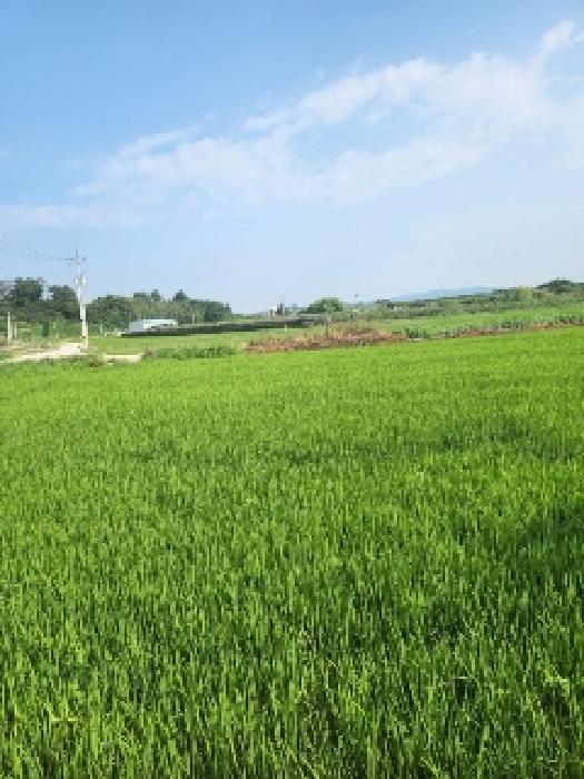 전남 나주시 산포면 답 경매 물건 사진 4 · 2025타경33155