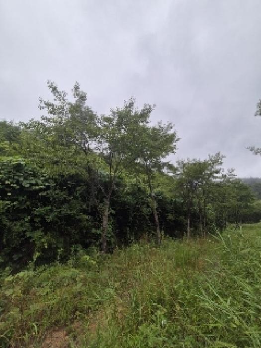 전남 곡성군 겸면 전 경매 물건 사진 3 · 2025타경33255