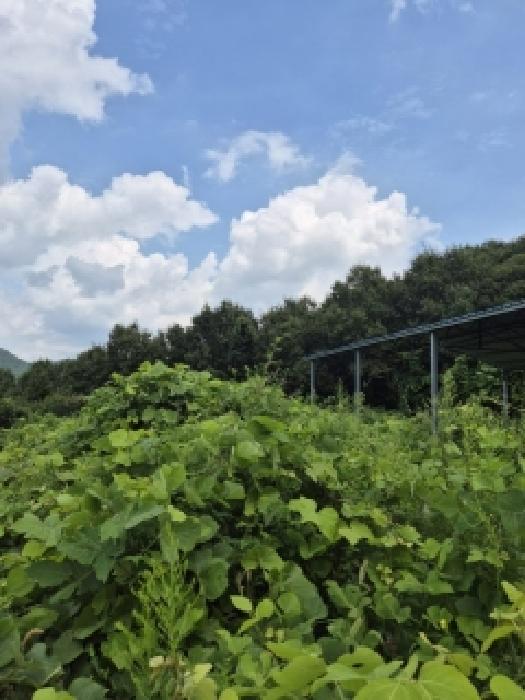 전남 화순군 한천면 도로 경매 물건 사진