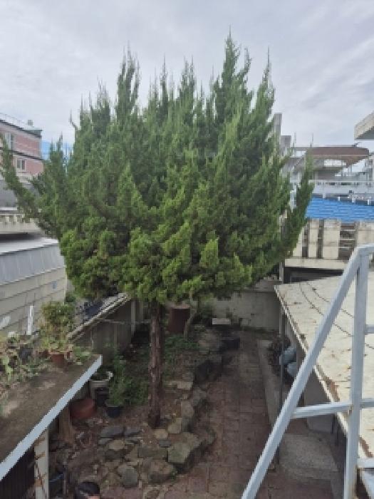 광주 서구 농성동 단독주택 경매 물건 사진