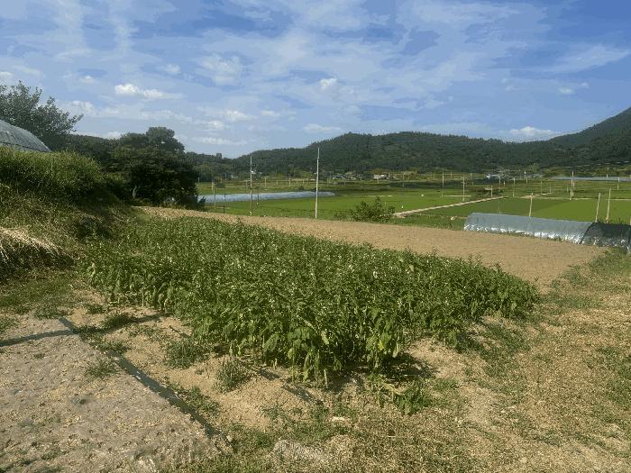 전남 나주시 봉황면 전 경매 물건 사진