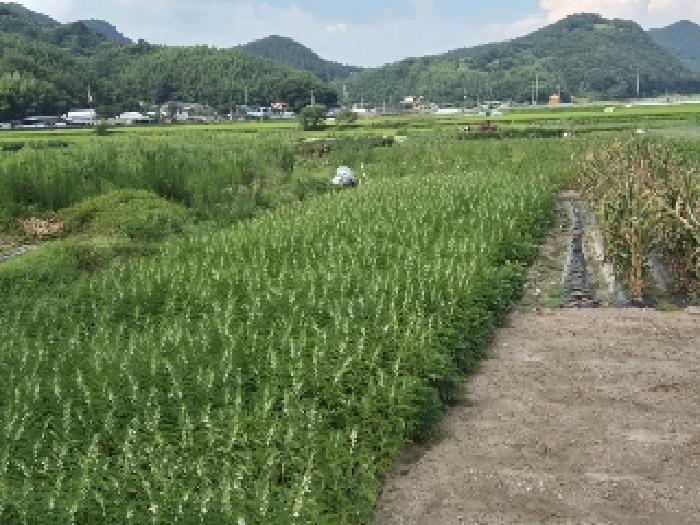 전남 화순군 동복면 전 경매 물건 사진