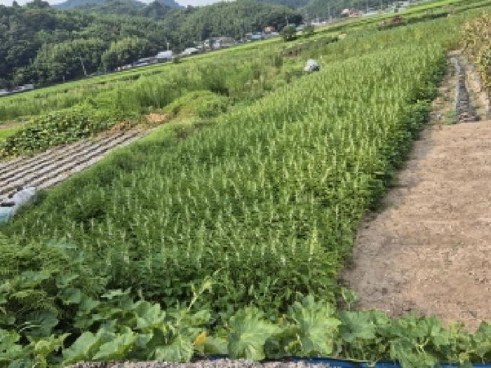 전남 화순군 동복면 전 경매 물건 사진 2 · 2025타경33468
