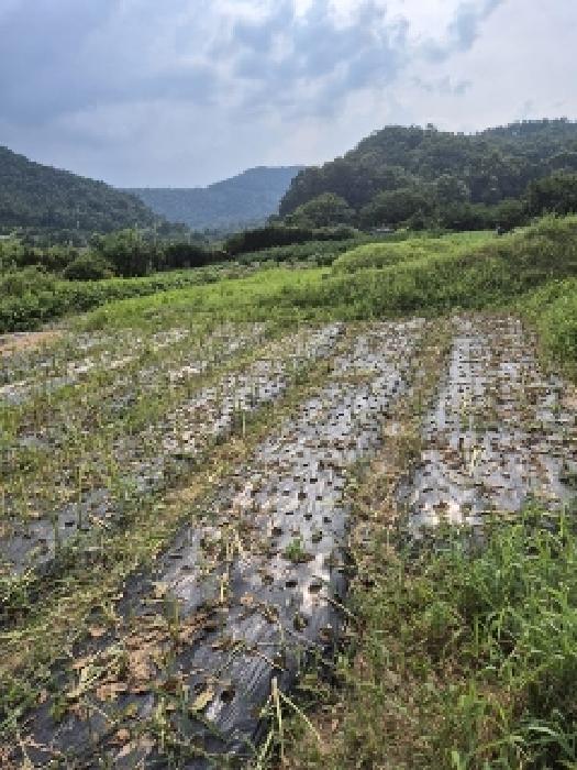 전남 화순군 동복면 전 경매 물건 사진 6 · 2025타경33468